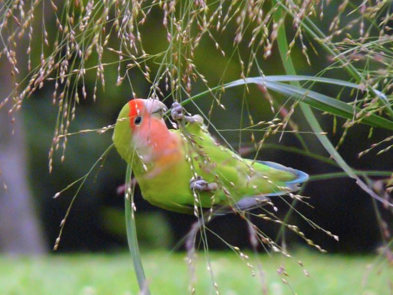 agapornis_roseicollis_-eating_grass_seeds-8-1343144