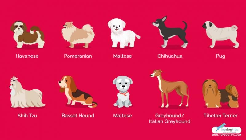 30-most-lazy-dog-breeds-infographic-2-5052325