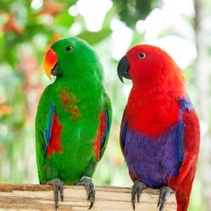 7th-rare-pet-parrot-eclectus-parrot-300x300-8075000