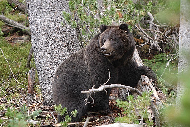 800px-female_black_grizzly_bear_28ursus_arctos_horribilis29-3390442