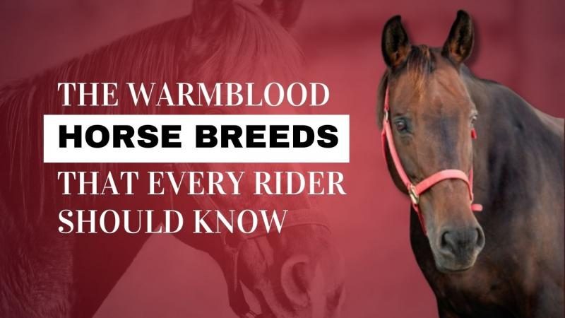 96-warmblood-horse-breeds-7002087