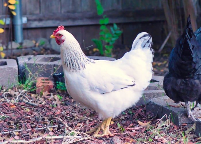 best-chicken-breeds-for-confinement-delaware-7077803