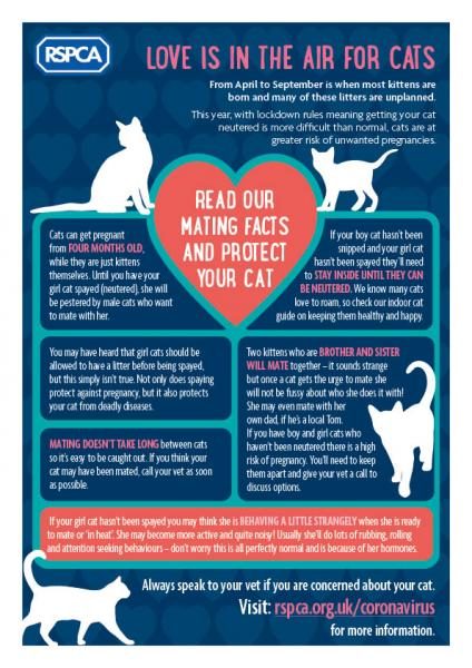 catmatingmythbusting_infographic-7834535