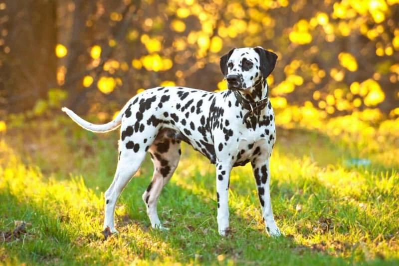 dalmatian-mixed-breeds-1200x800-2652022