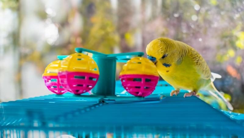 toys-for-pet-birds-1-5012701