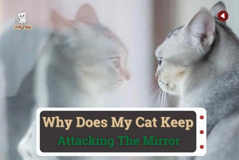 why-does-my-cat-keep-attacking-the-mirror-1024x683-6554931