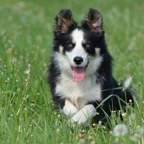 border-collie-dog-breed-info-8628900