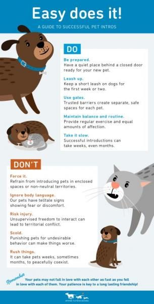 guide-to-successful-pet-intros-animal-humane-society-png-6837940