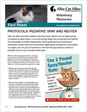 thumb_protocol_pediatricspayneuter-4530317