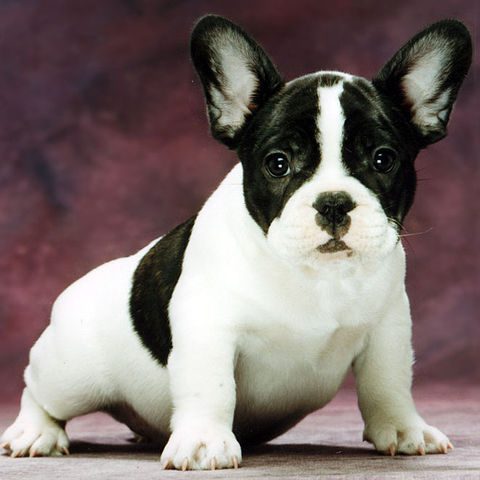 480px-brindle_pied_frenchbulldog-9567135