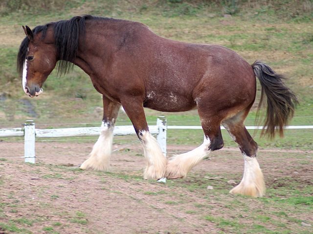 640px-clydesdale_horse_by_bonnie_gruenberg-4432082