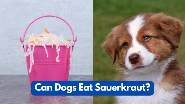 can-my-dog-eat-sauerkraut-768x432-1492443