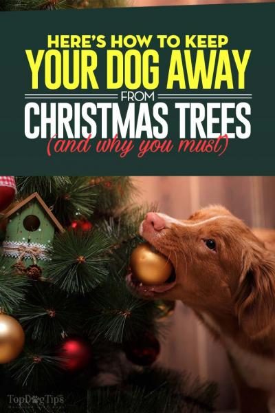 how-to-keep-dogs-away-from-christmas-tree-1774989