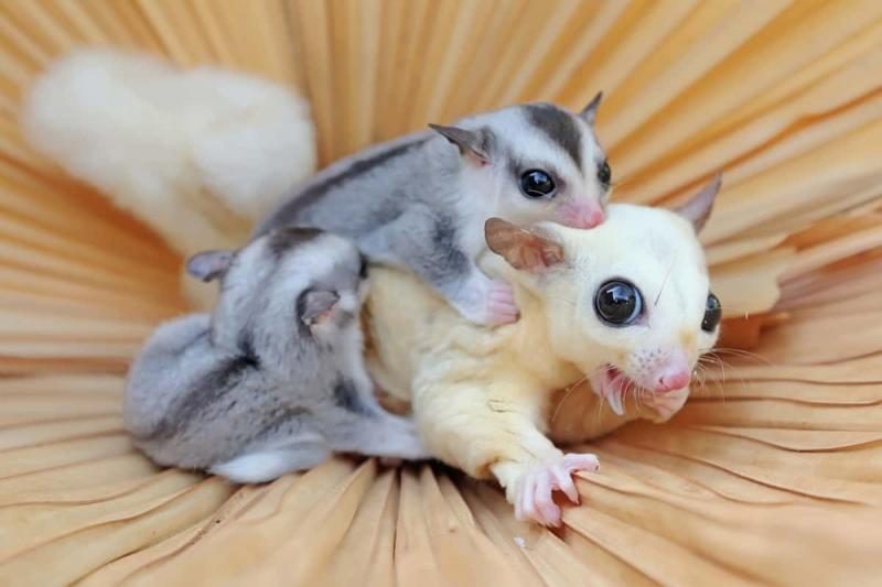 three-sugar-gliders-with-different-colors-and-patterns-1200x800-6592535