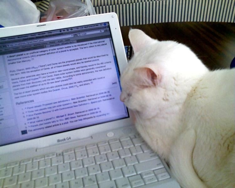 white_cat_watching_wikipedia-5771753