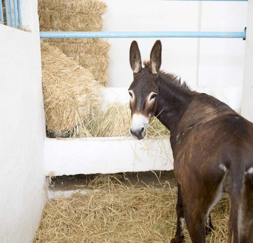 brown-donkey-eating-hay-1-500x480-4046762