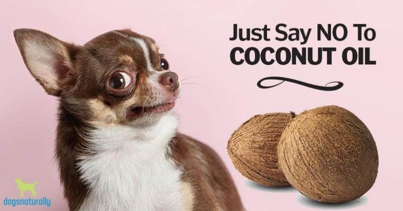 coconut-oil-for-dogs-5398734