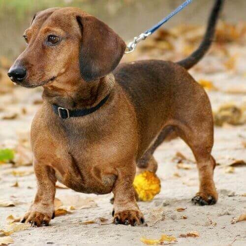 dachshund-dog-breed-info-4293768