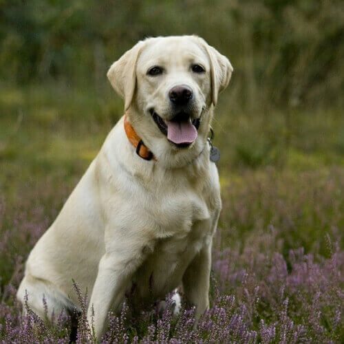 labrador-retriever-dog-breed-info-4506064