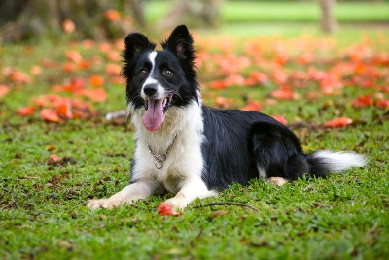 border-collie-laying-grass-1359583