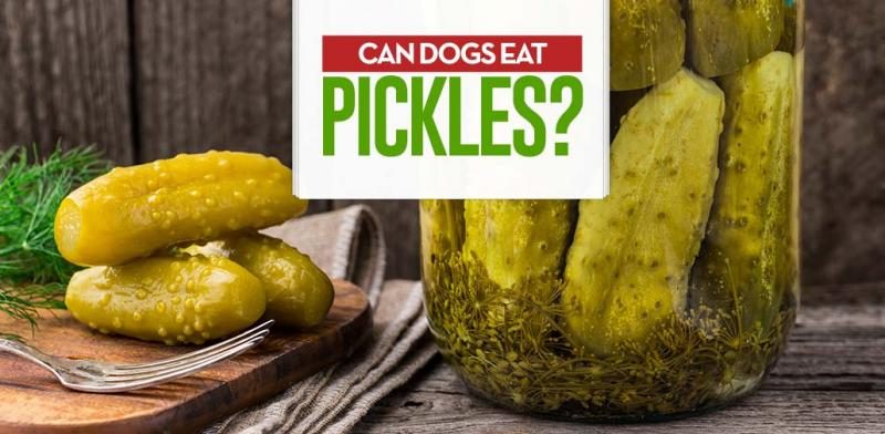 can-i-give-my-dog-pickles-1-5494713