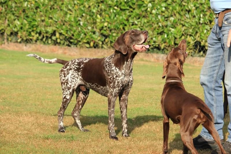 male-and-female-german-shorthaired-pointer-playing-with-their-owners-3496041