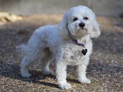 maltipoo-dog-breed-7904194