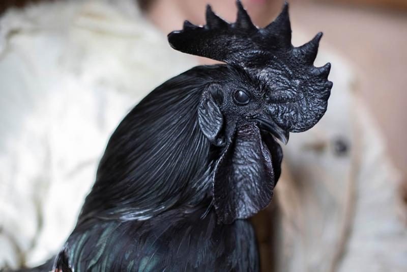 ayam-cemani-black-chicken-breed-3463571