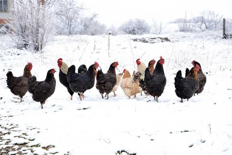 chicken-breeds-that-do-well-in-cold-climates-1026940