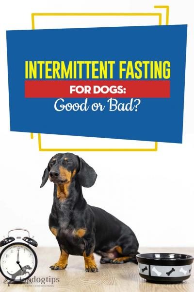 guide-on-intermittent-fasting-for-dogs-good-or-bad-1786820