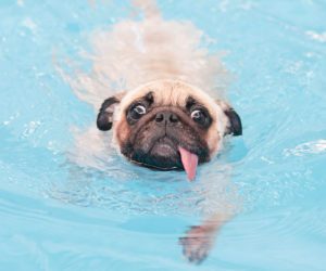 3_ways_to_keep_your_dog_safe_while_swimming_image_02_900x750-300x250-5225858