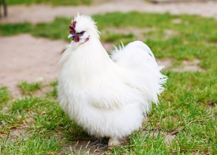 cutest-chicken-breeds-white-silkie-8176616