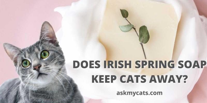 does-irish-spring-soap-keep-cats-away-8618769