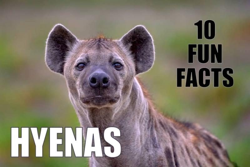 hyenafacts-8685568