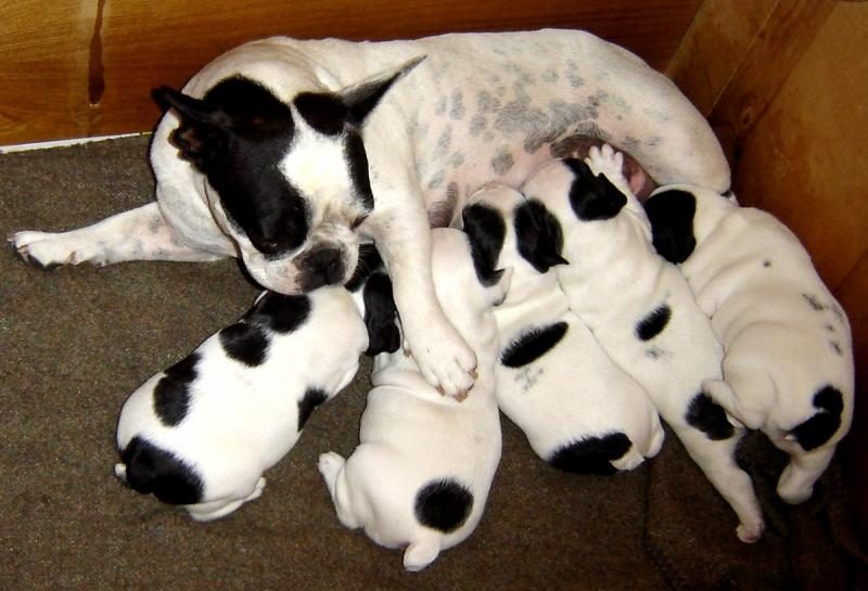 1200px-french_bulldog_with_puppies-9722688