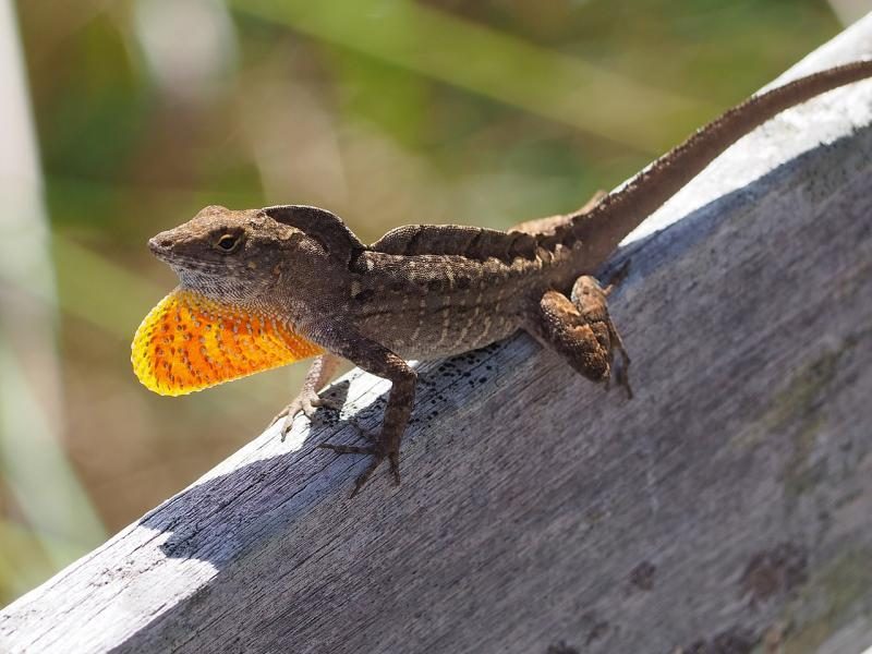 1280px-brown_anole_28anolis_sagrei29-3293168