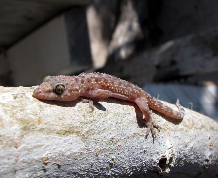 1280px-mediterranean_house_gecko-6726144