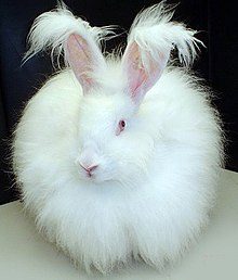 220px-fluffy_white_bunny_rabbit-1501521