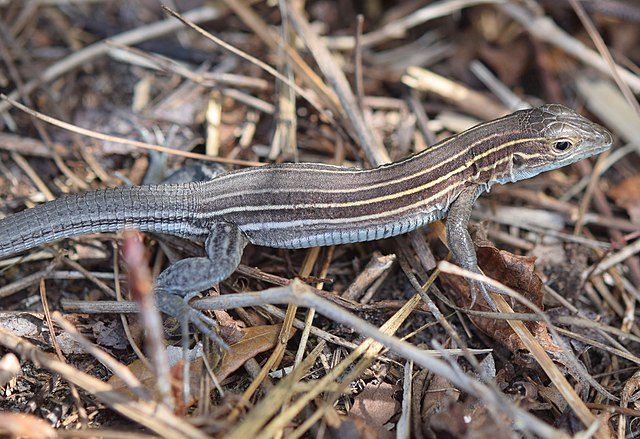 640px-six-lined_racerunner_aspidoscelis_sexlineatus_284063960440329-4189478