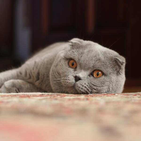 adult_scottish_fold-5260689