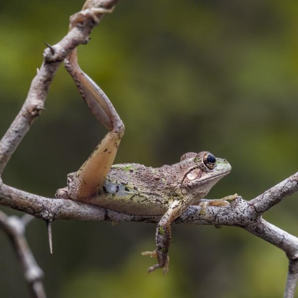 cuban_tree_frog_28osteopilus_septentrionalis29_5-9195145