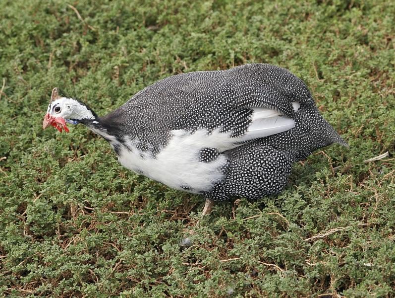 guinea_fowl-8496698