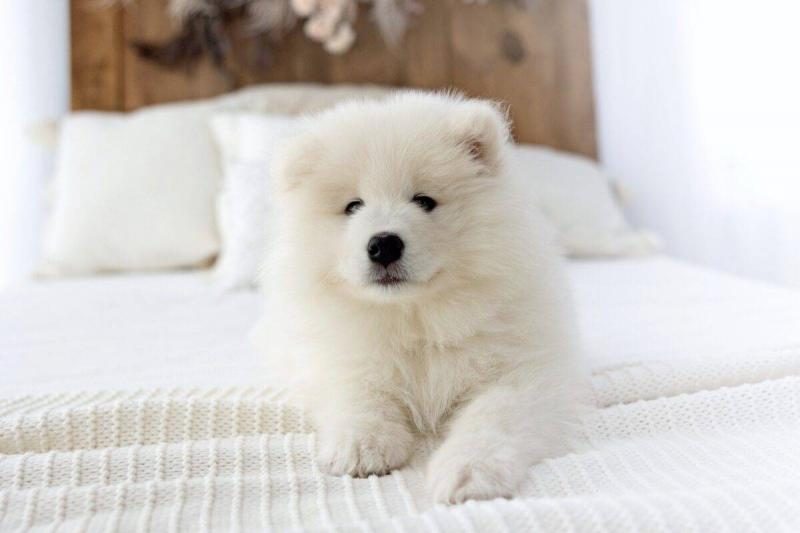 how-much-does-a-samoyed-puppy-cost-1200x800-9154321