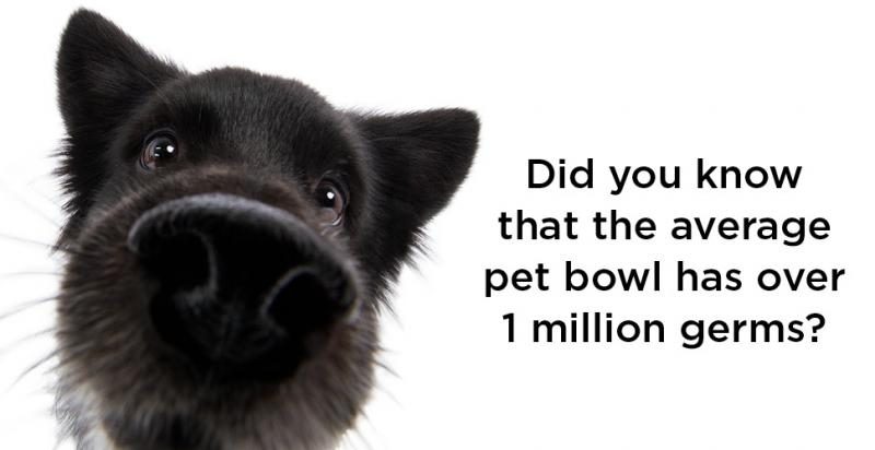 kinn_4-amazing-facts-about-your-dog-nose-1-3322035