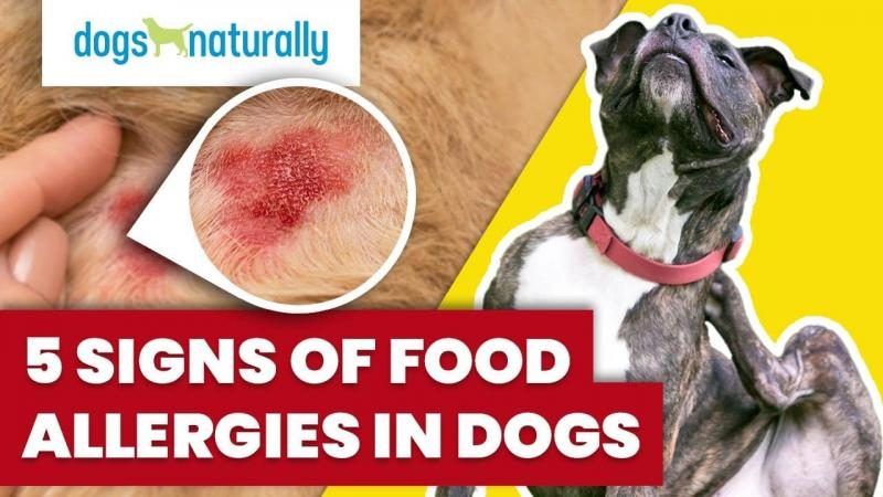 signs-of-food-allergies-in-dogs-9730816