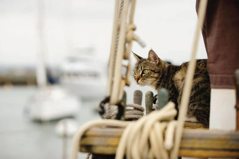 tips-for-boating-with-cats-2581881