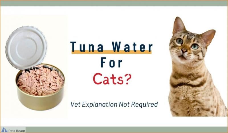 tuna-water-for-cats-1-6764494