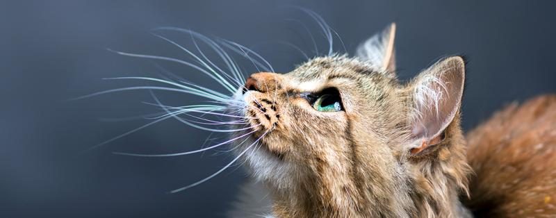 why-do-cats-have-whiskers-2000x786-1-4346593