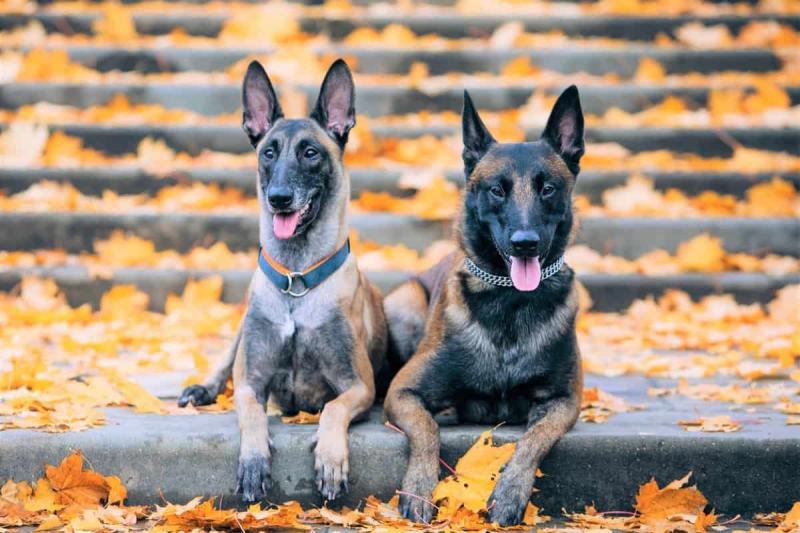 belgian-malinois-colors-and-patterns-8554326