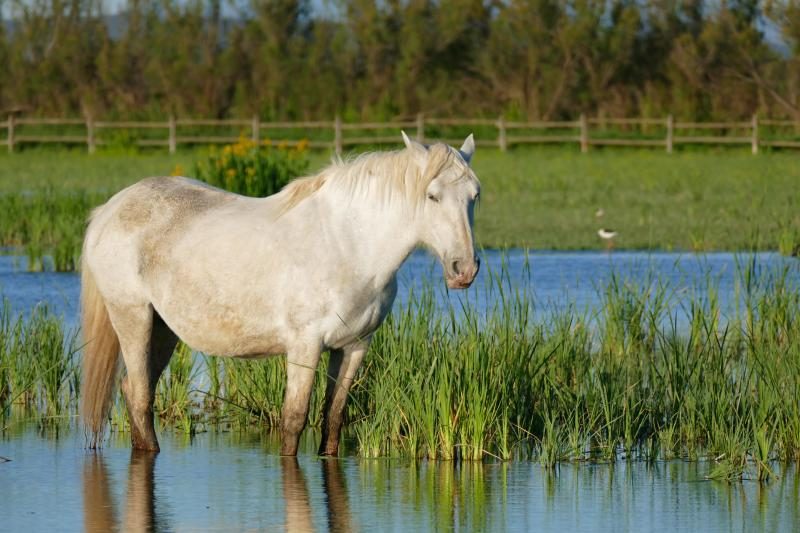 camargue_horse_282664565777629-1197218